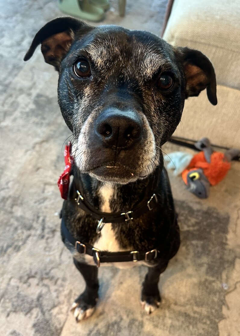 Marshall, a brindle dog with a greying muzzle, soulful brown eyes, a white chest blaze, and a red bandana, sitting attentively indoors.